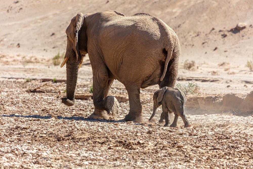 an adult elephant and a baby elephant walking in the desert