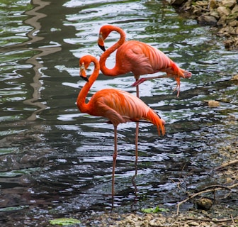 Two flamingos with vibrant pink and orange plumage stand gracefully in shallow water. One flamingo raises a leg as they both cast reflections in the rippling water. The surrounding area features rocks and aquatic plants, creating a serene environment.