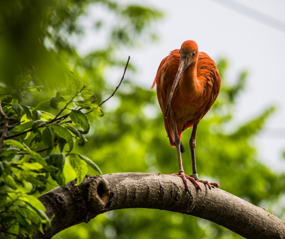 orange bird on brown tree branch