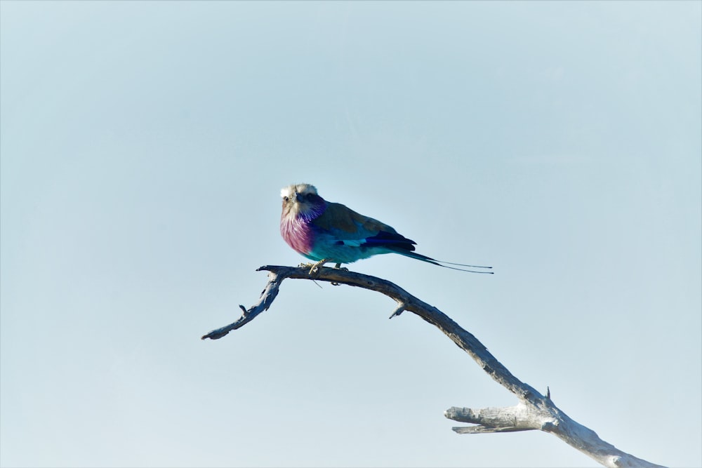 pink and blue bird perching on twig