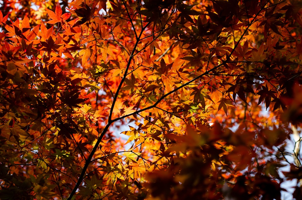 view of tree