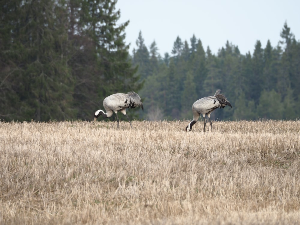 two birds on grass field