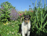 Golden Aussie sitting calmly beside a child in a garden.