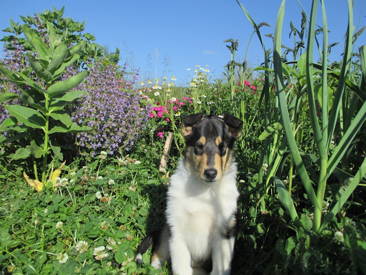 A young dog sits in a lush garden surrounded by various types of greenery and colorful flowers, including daisies and purple blooms. The sky is clear and blue, creating a peaceful outdoor setting.