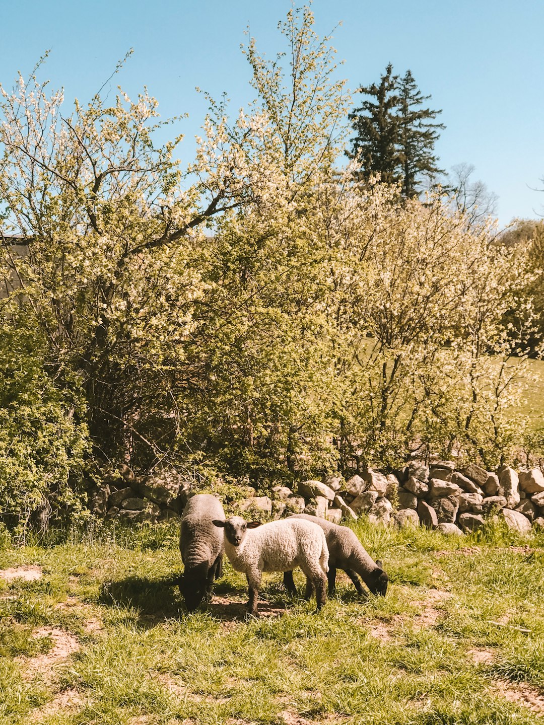 herd of sheep standing near trees