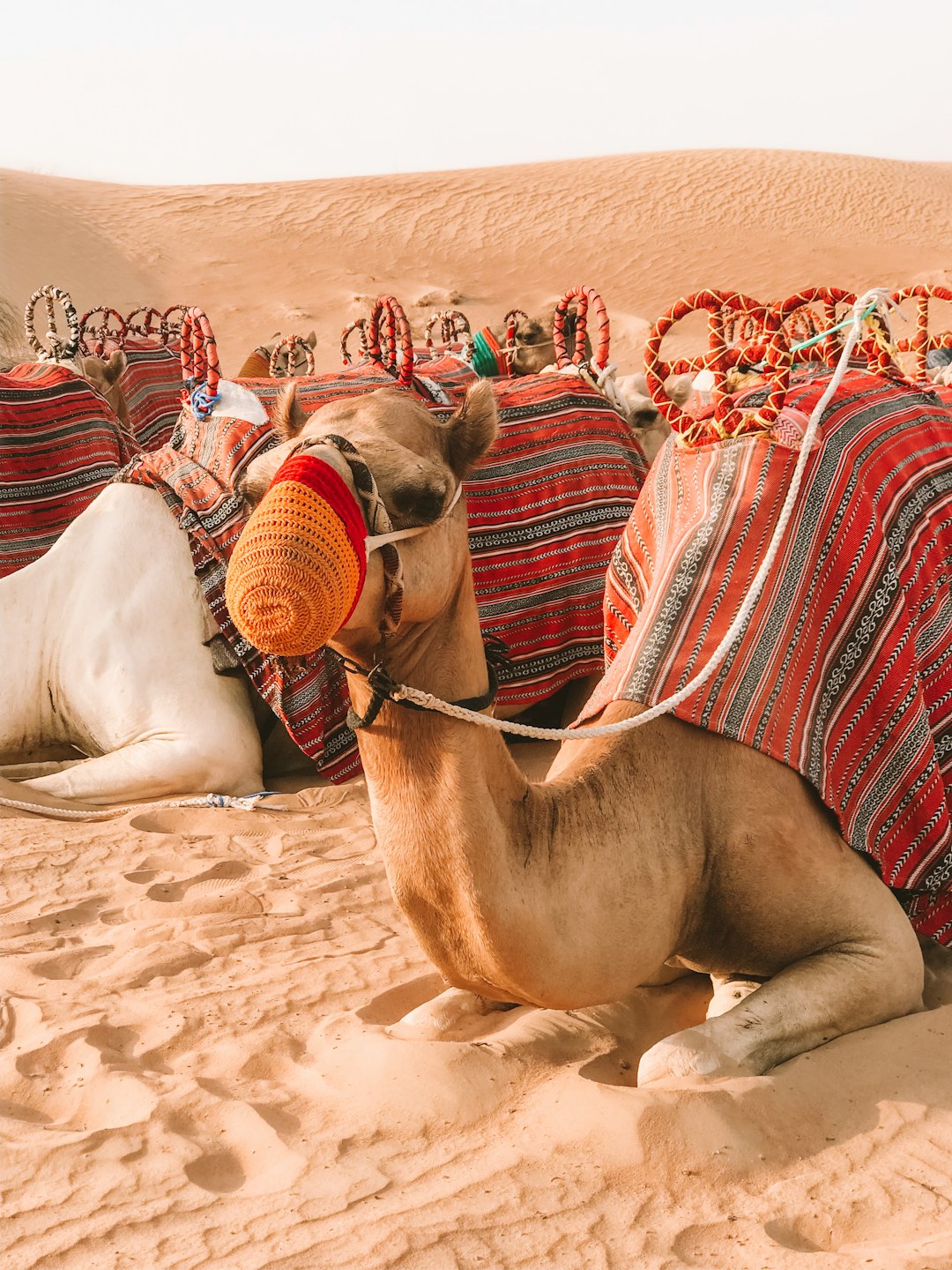 brown camel on desert during daytime