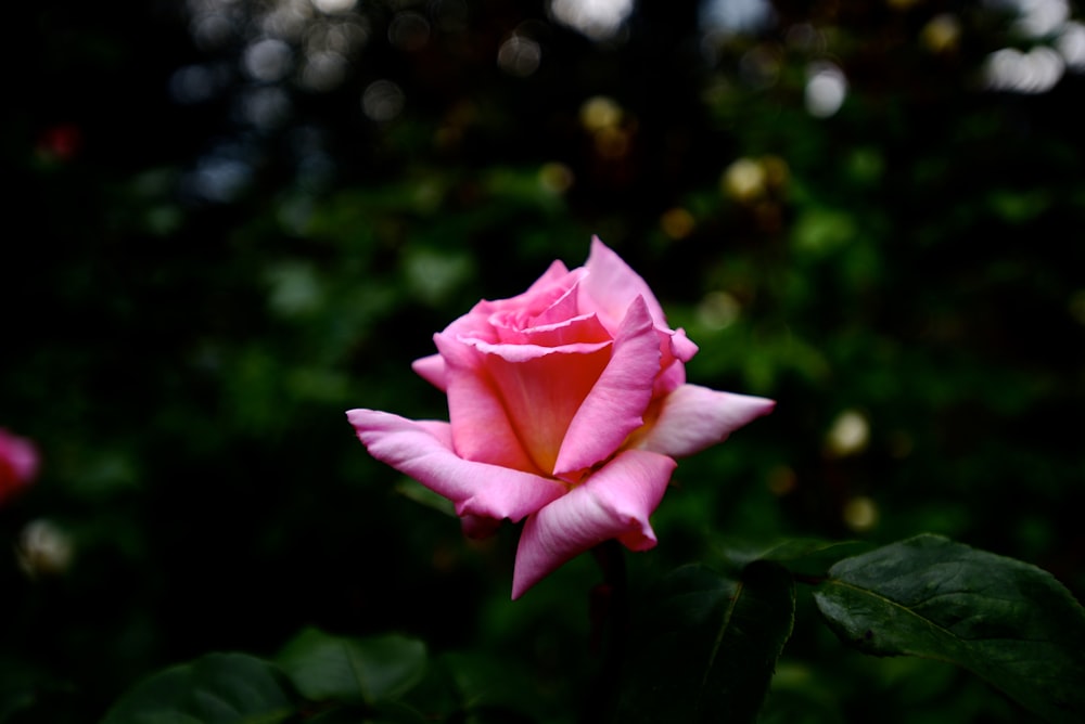 pink rose flower