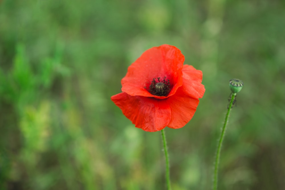 red petaled flower