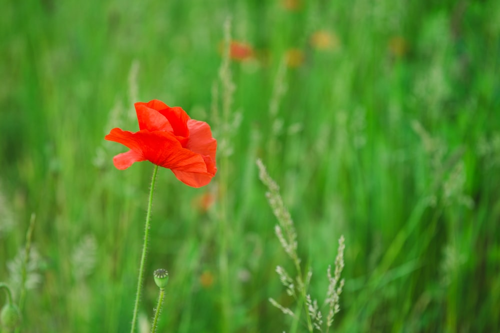 selective focus photography of red poppy flower