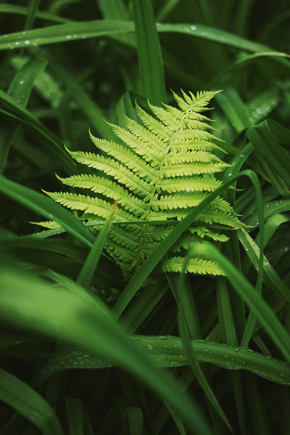 green-leafed plant