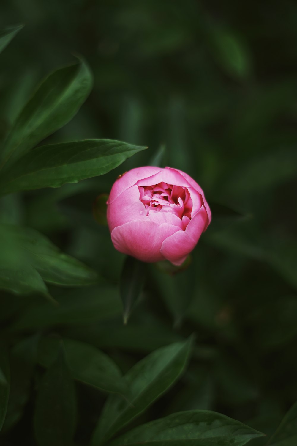 pink petaled flower