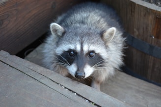 A raccoon with a fluffy gray and black coat is peering curiously around the corner of a wooden deck. Its distinct dark mask around the eyes and ringed tail are visible.