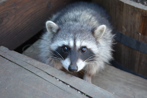 A raccoon with a fluffy gray and black coat is peering curiously around the corner of a wooden deck. Its distinct dark mask around the eyes and ringed tail are visible.