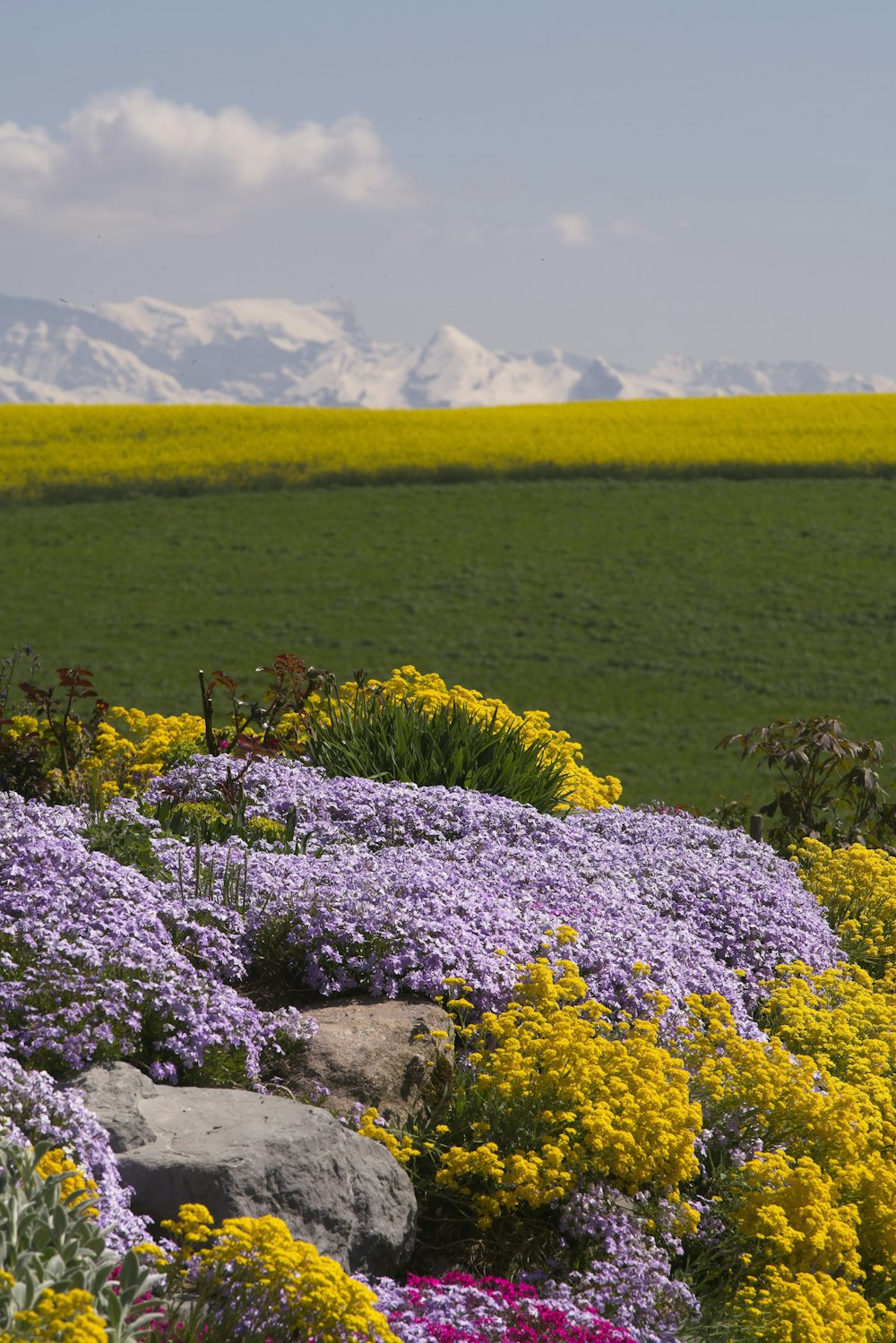 garden of flowers