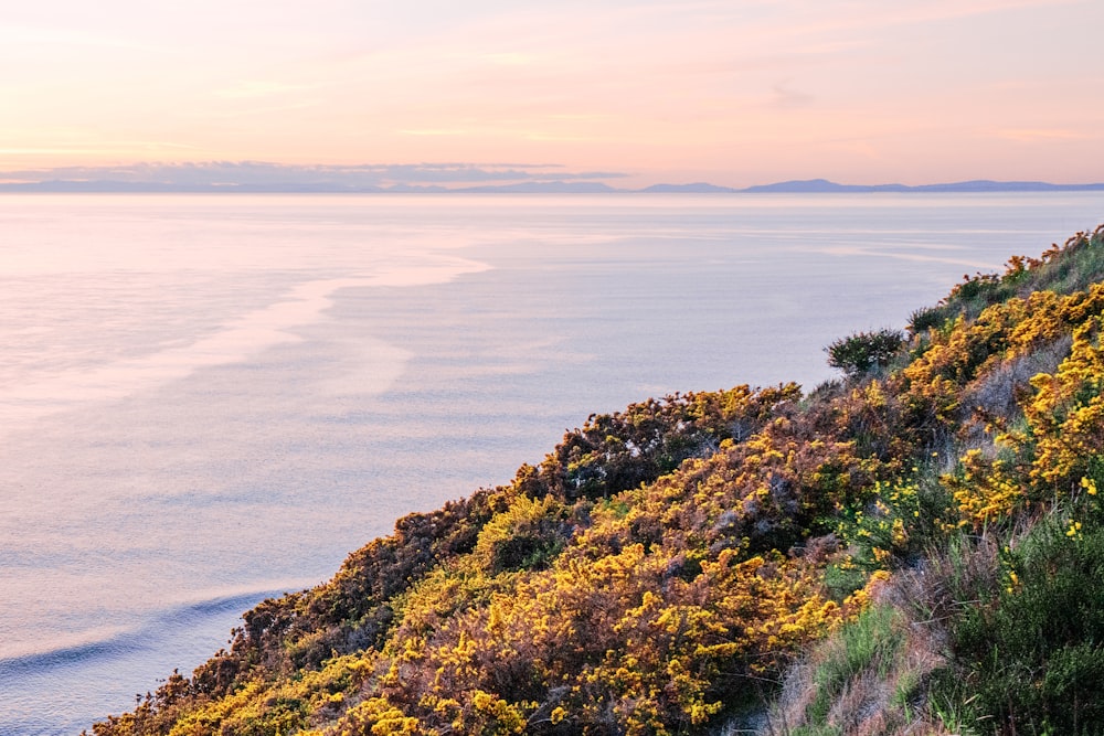 flower field near ocean