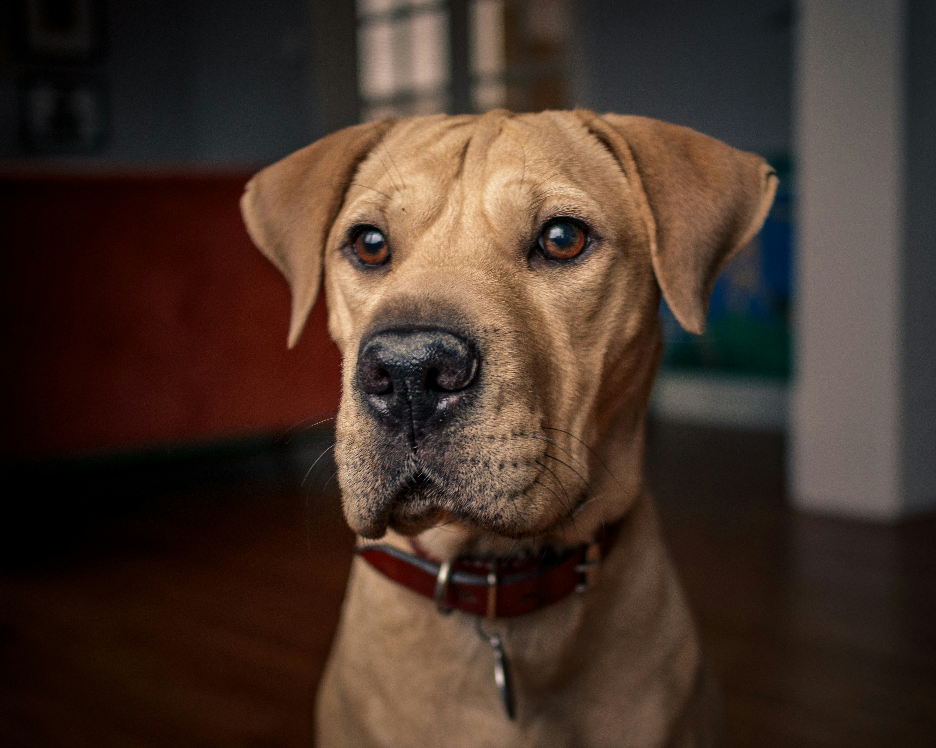 地面に座っている茶色の犬の写真 Unsplashで見つける犬の無料写真