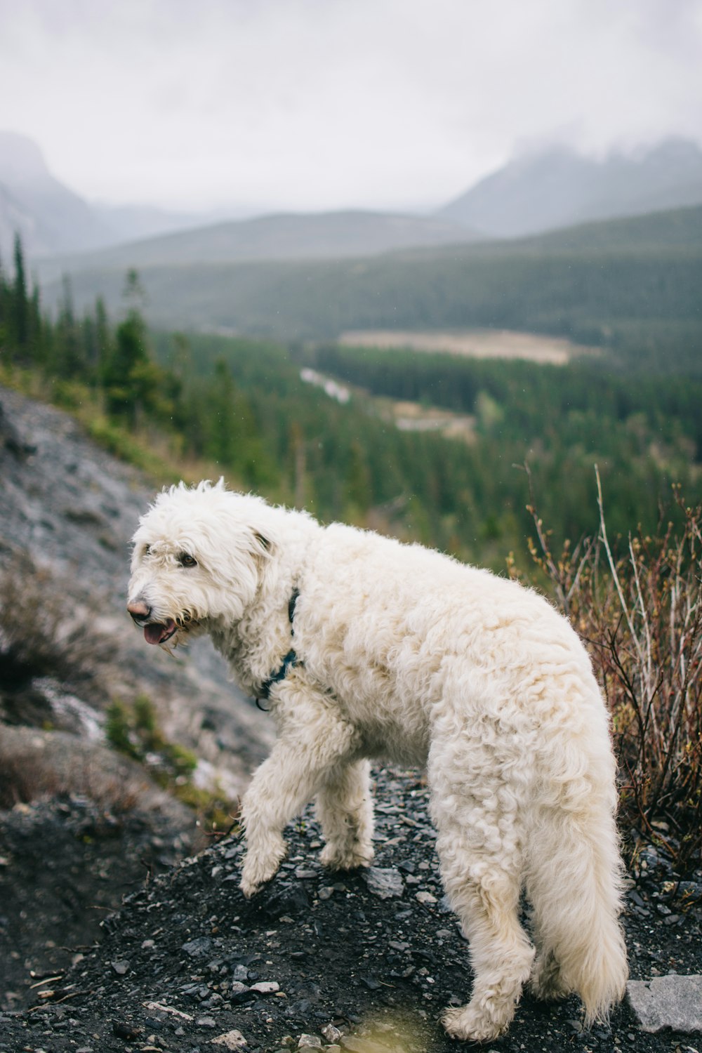 dog standing on cliff