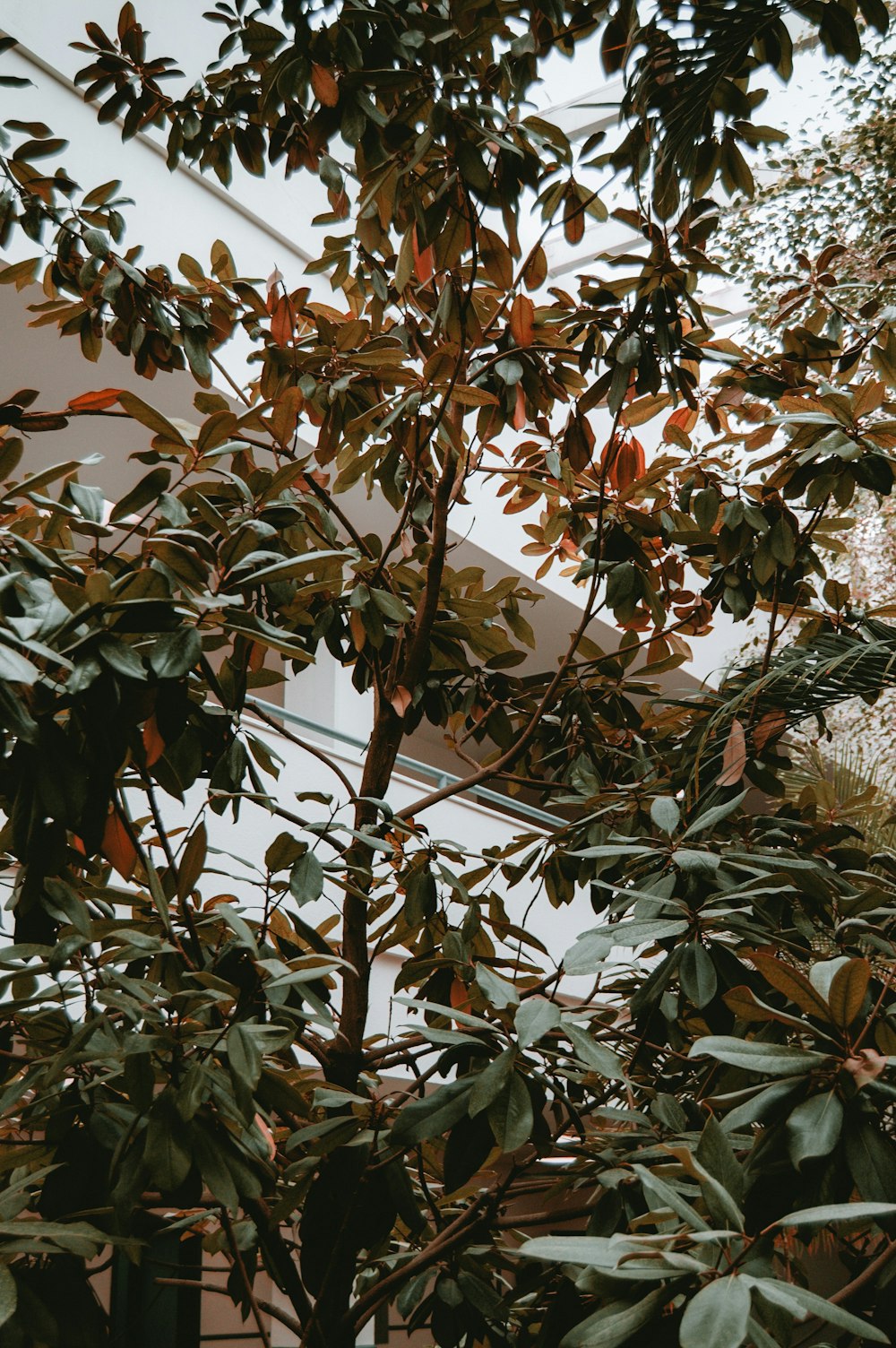 green-leafed plant