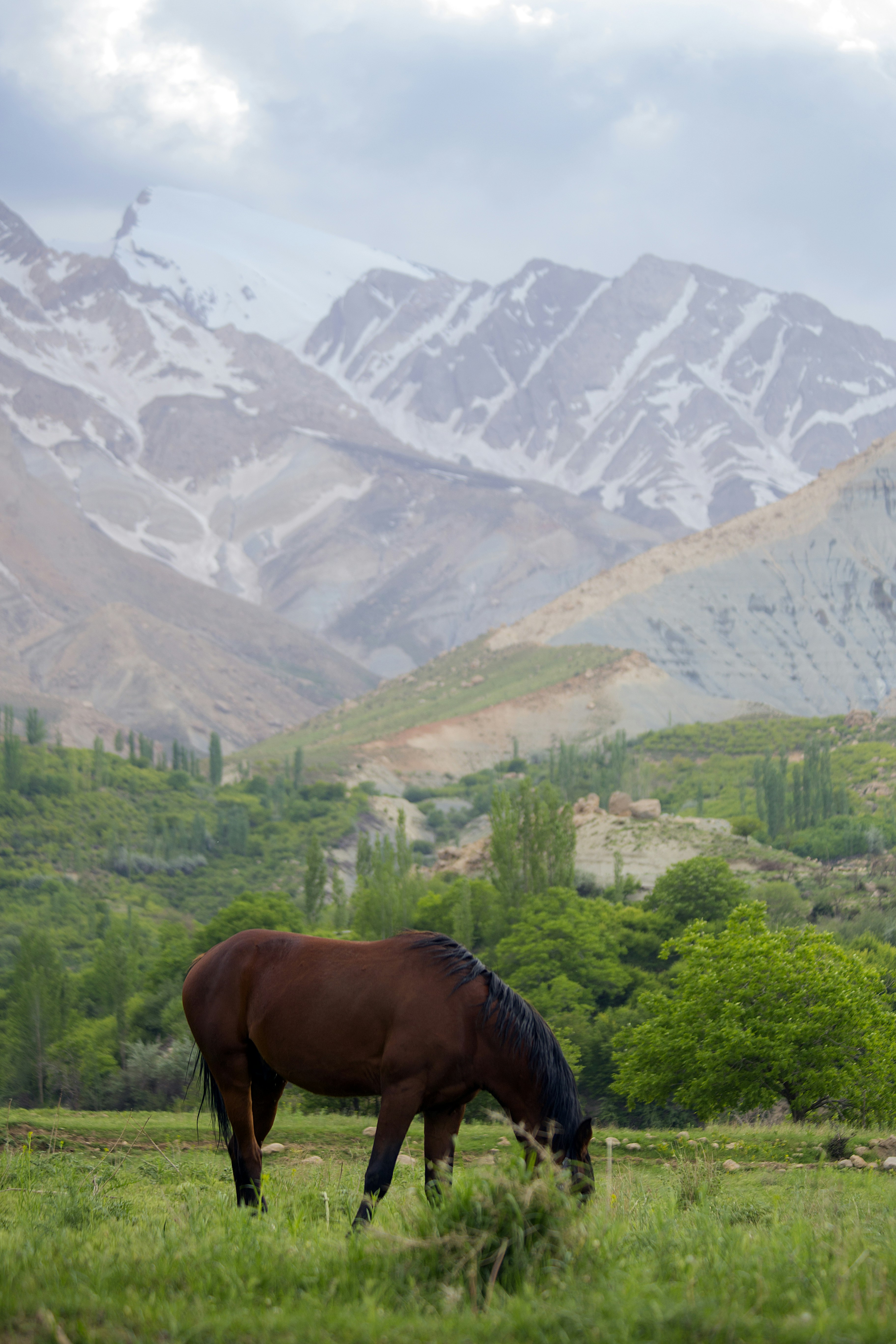 منطقه سرسبز دنا، روستای خفر معروف به خفر پادنا یا خفر سمیرم، یک اسب در یک زمین سرسبز در حال چرا