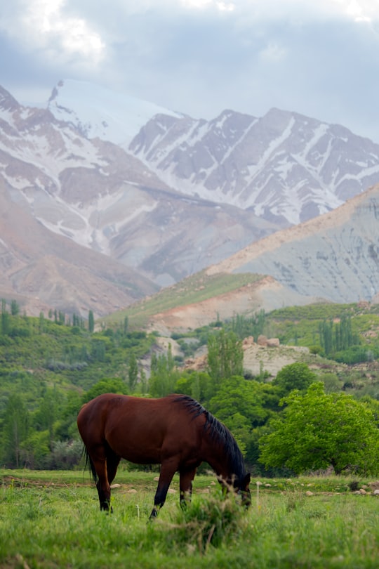 brown horse on green grass field in Isfahan Province Iran