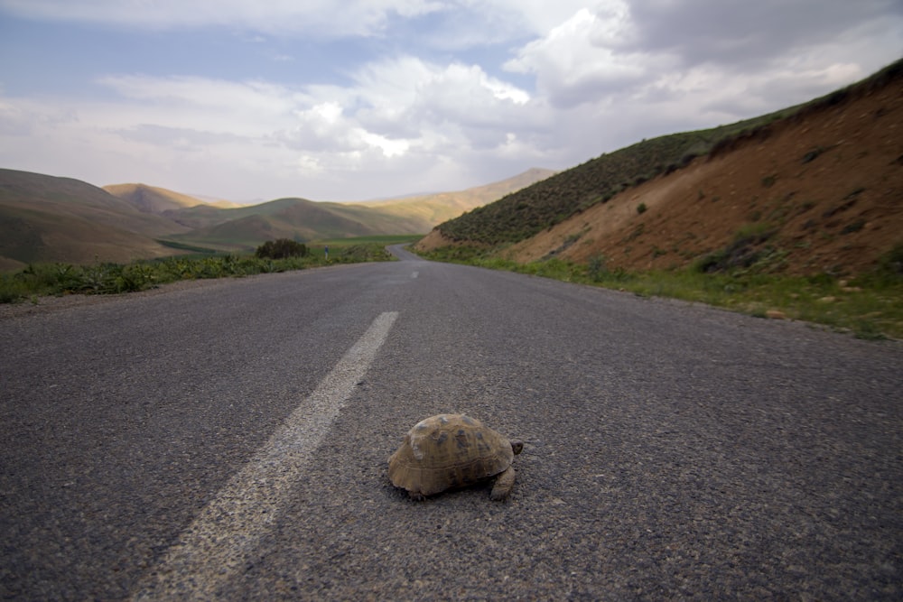 turtle crossing highway