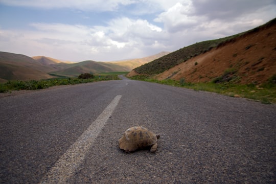 turtle crossing highway in Isfahan Province Iran