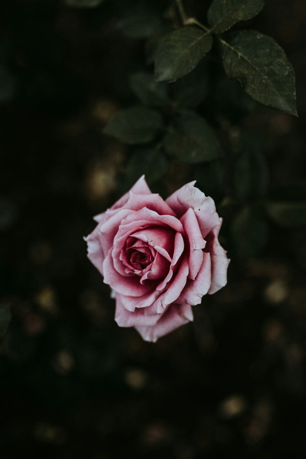 selective focus photography of pink rose