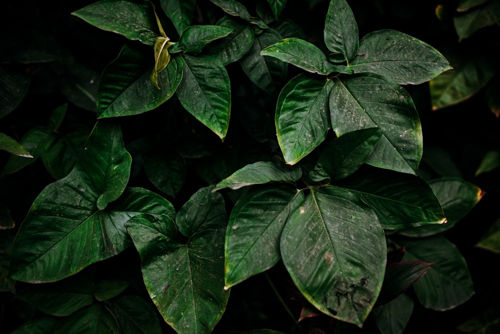 Plante à feuilles vertes sur la photographie de mise au point