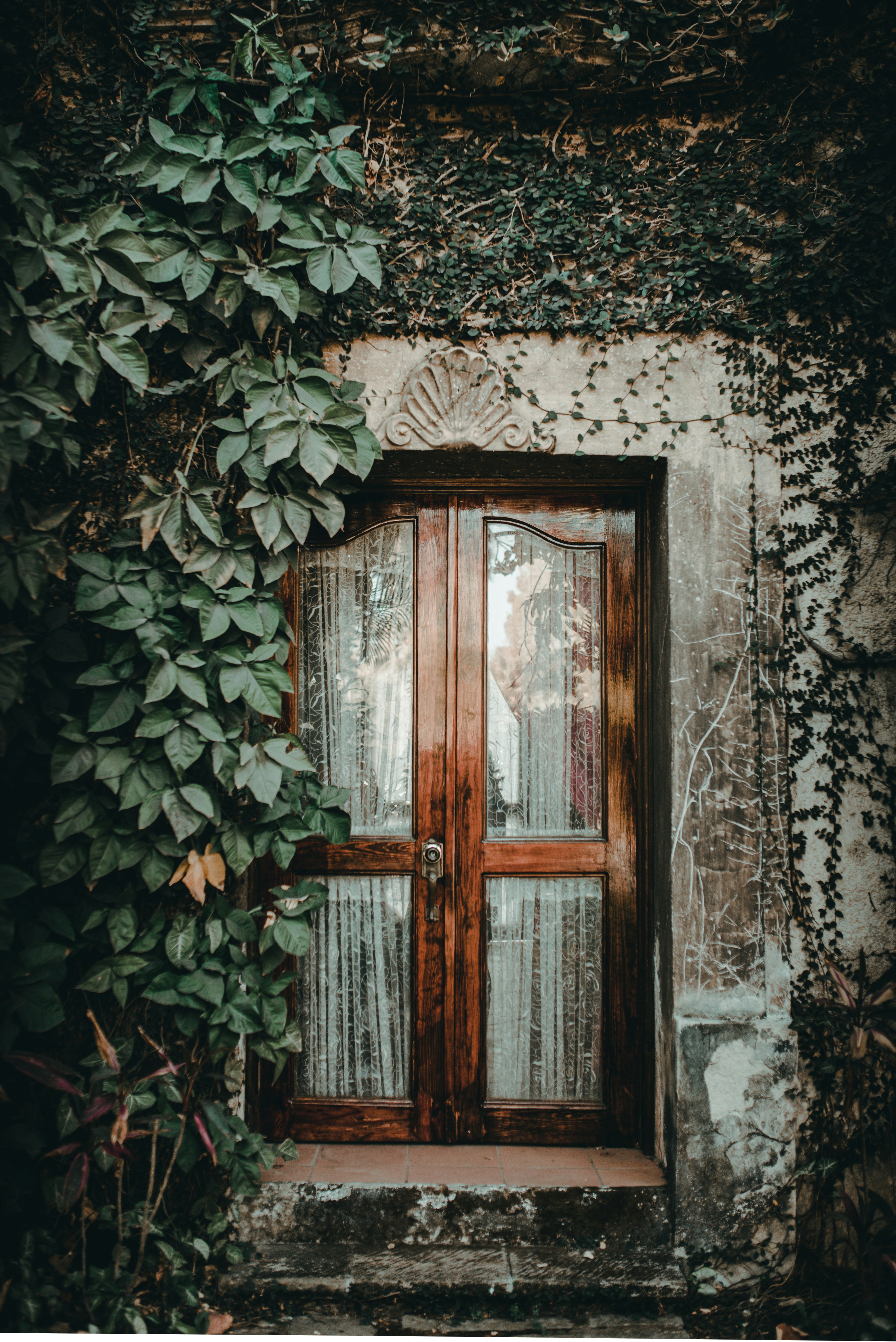 great photo recipe,how to photograph brown window near plant on wall