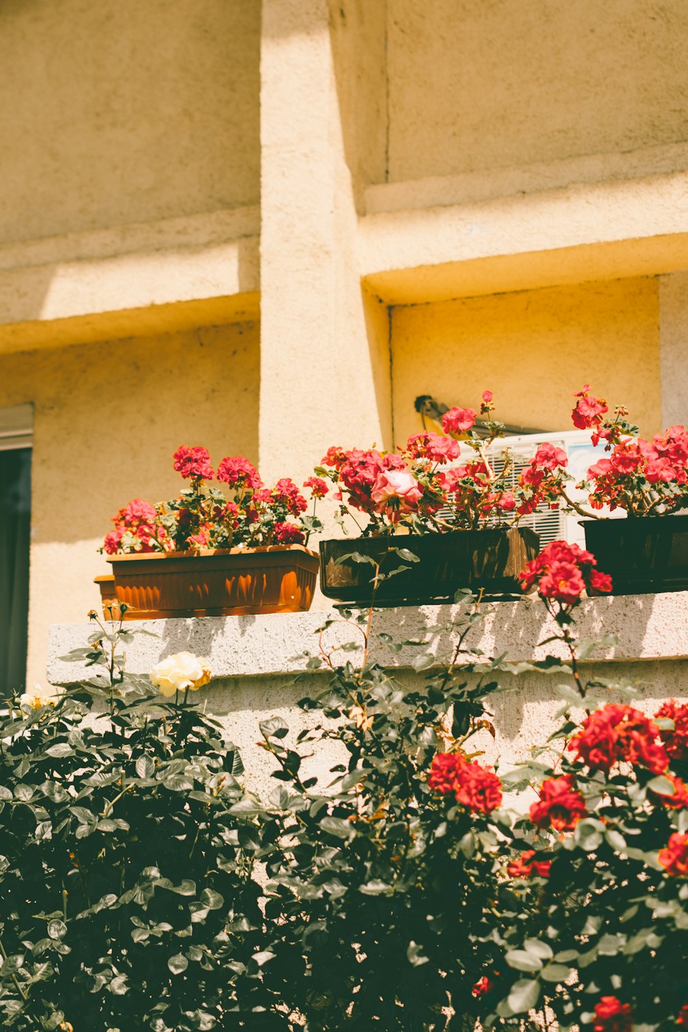 pink-petaled flowers in pot