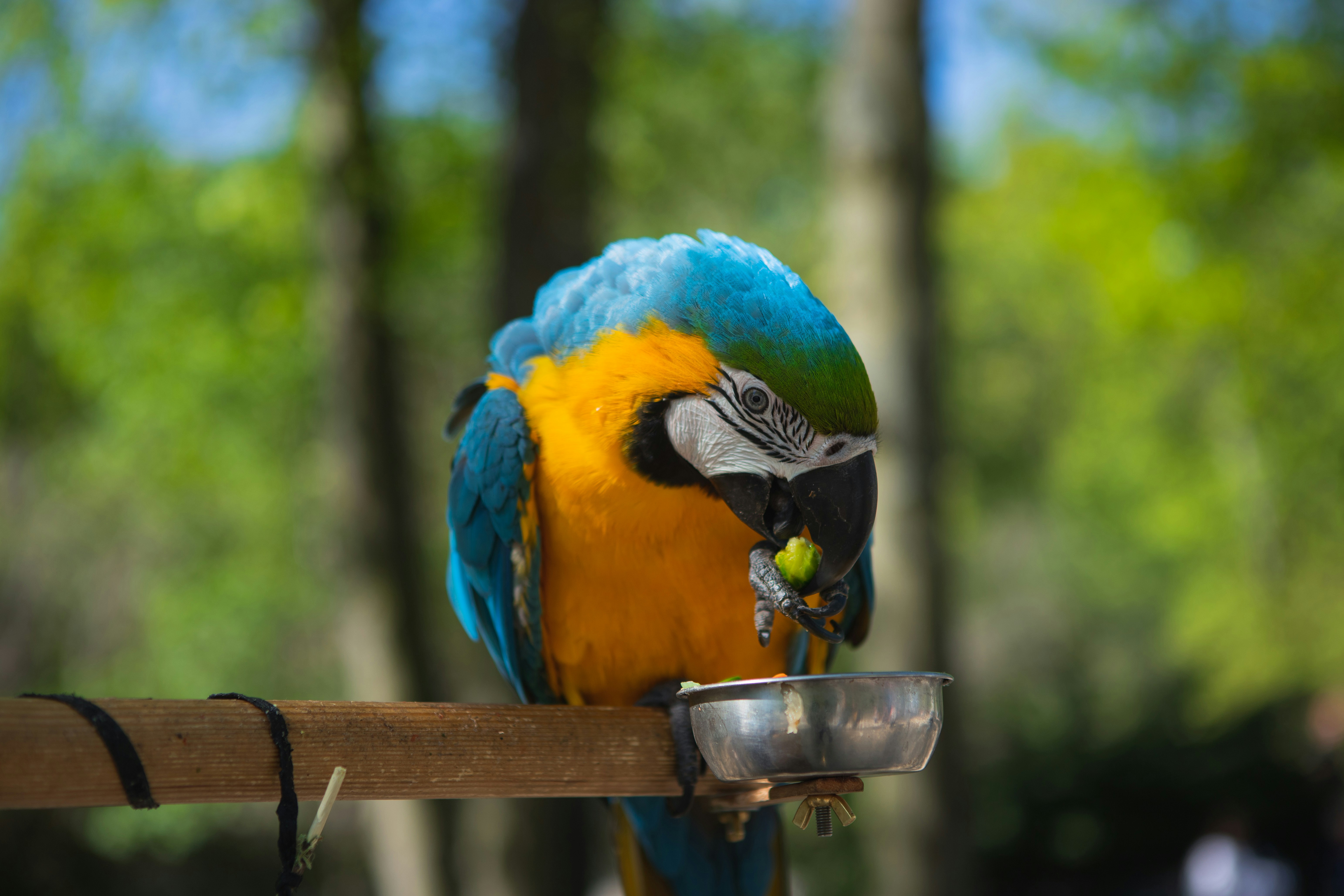 macaw earring green fruit