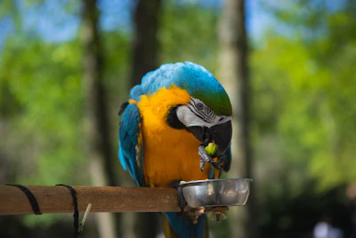macaw earring green fruit