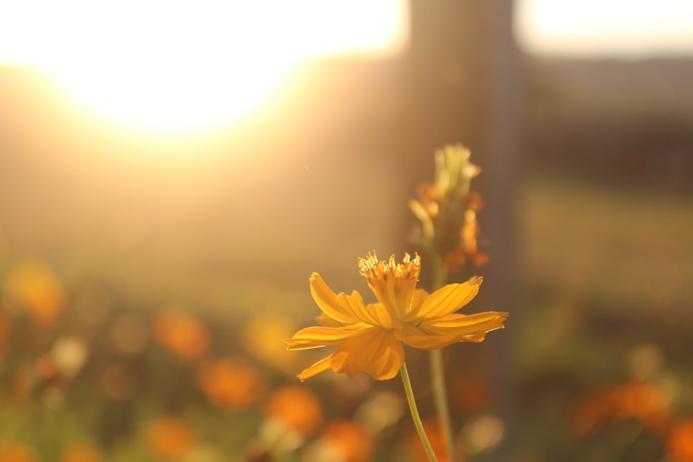 gray petaled flower