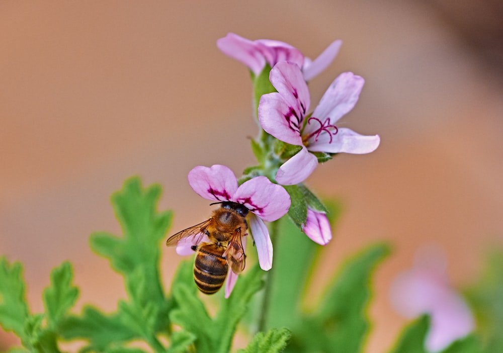 purple-petaled flower with bee