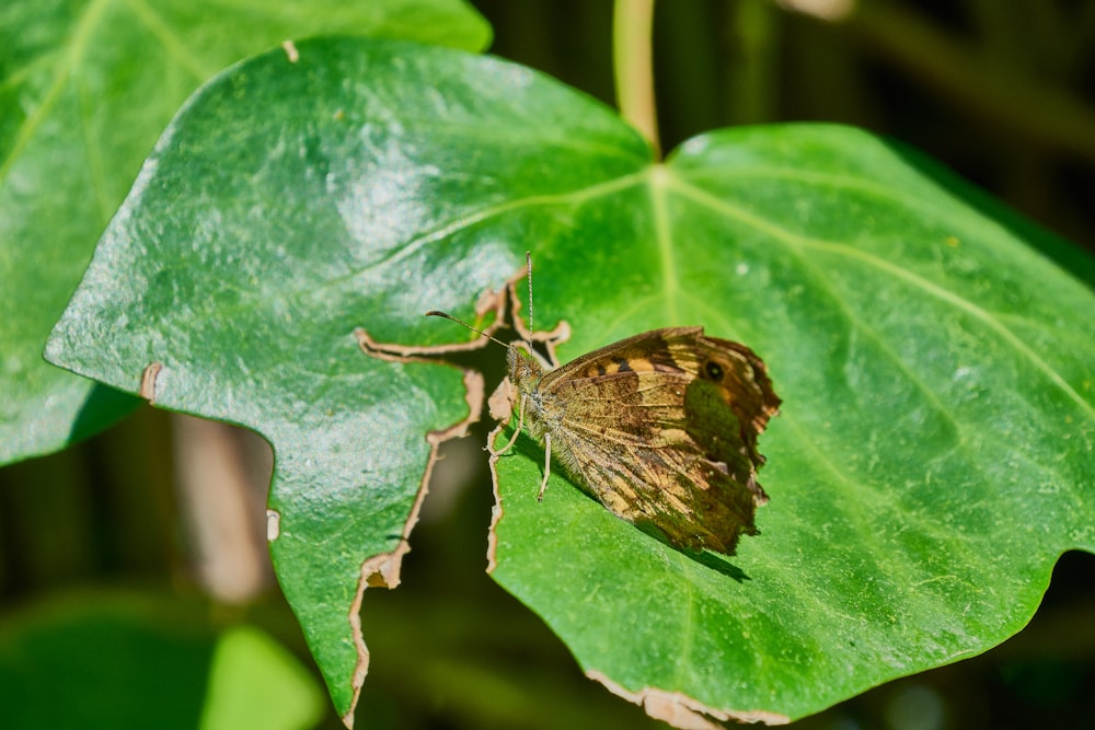 brown butterfly