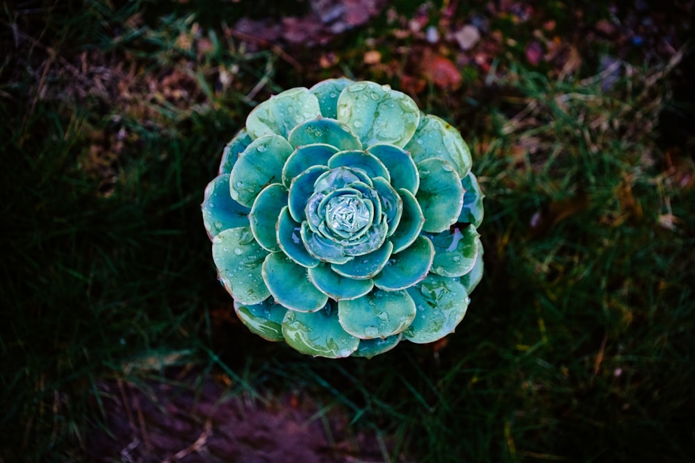 green plant on focus photography