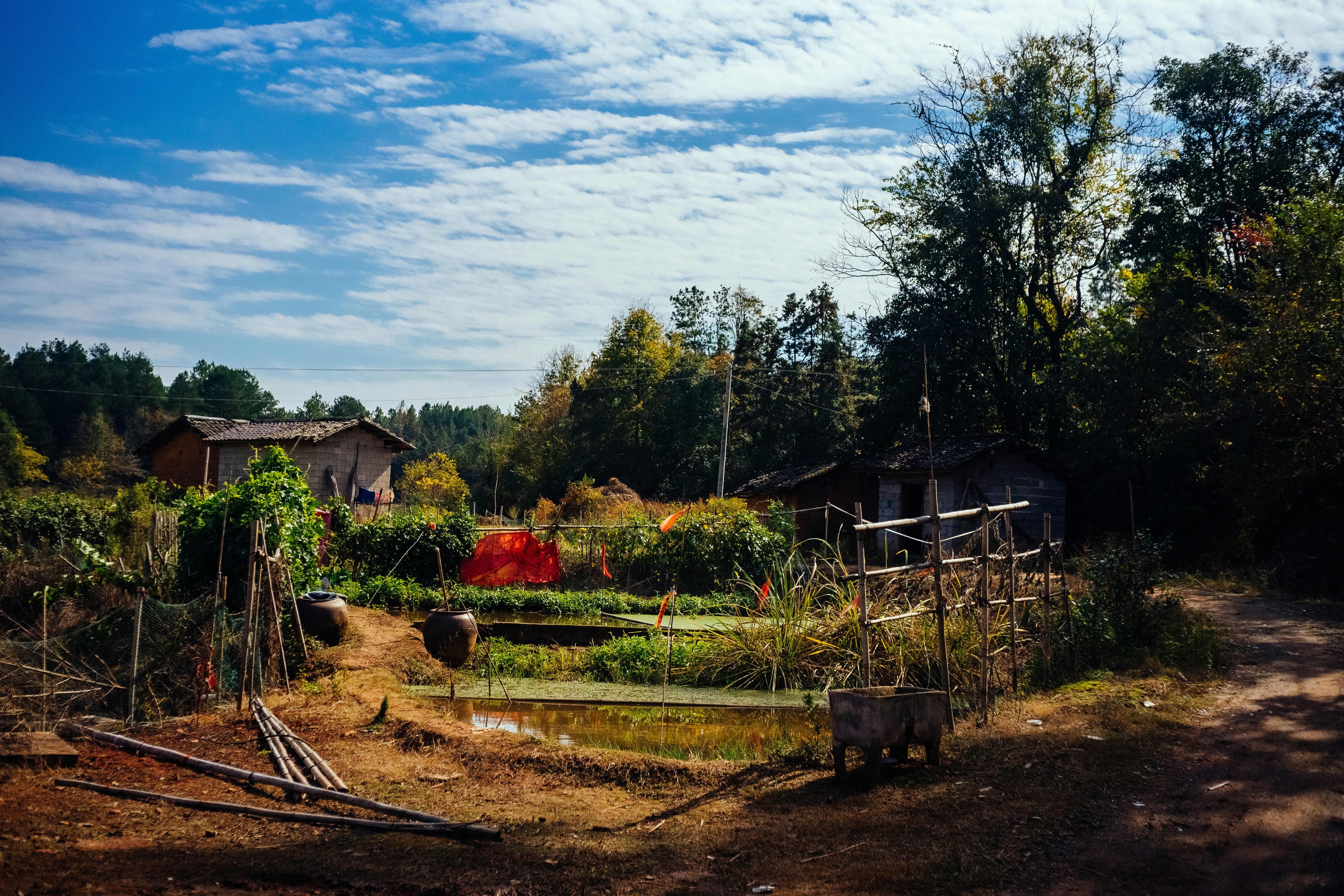 green trees near house