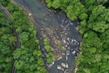 Aerial shot of a winding river cutting through a dense forest.