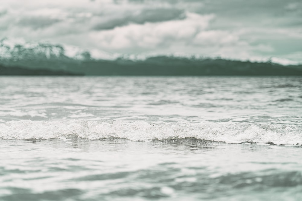 close-up photography of seashore