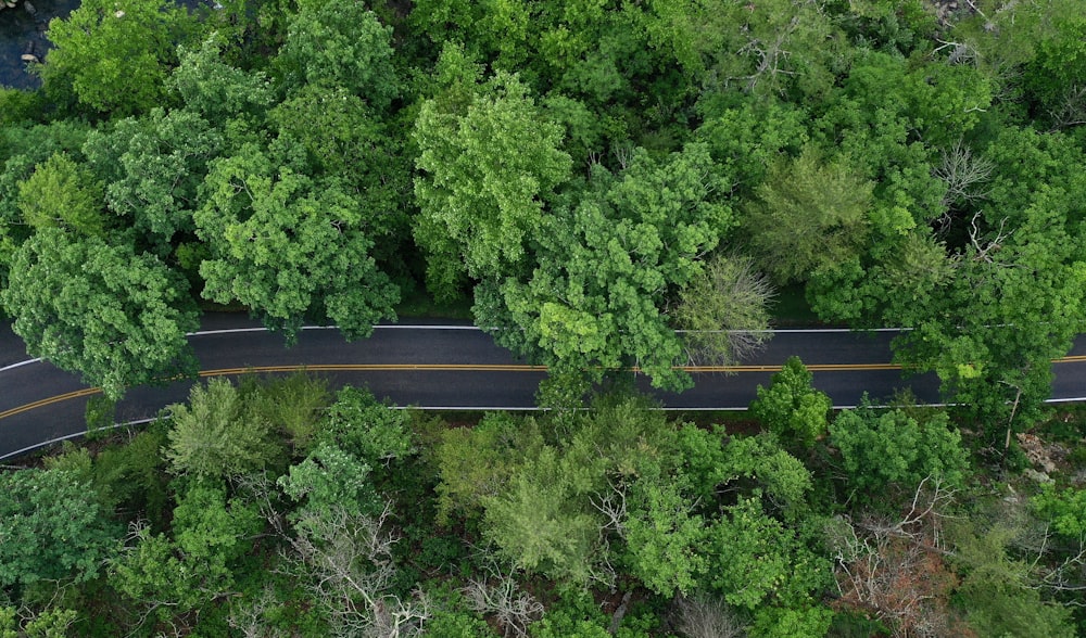 road between trees