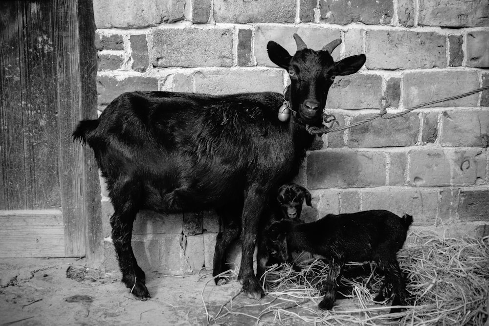 goat with kid tied next to wall