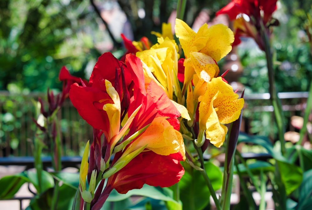 yellow and red flowers