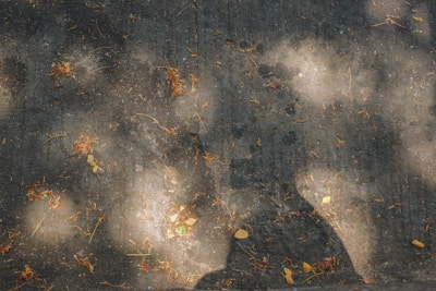 Stamped concrete patio showcasing intricate patterns and rich textures under soft natural light.