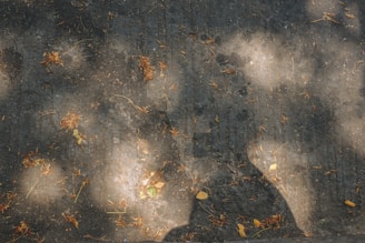 A textured concrete surface scattered with dry leaves and illuminated by random patches of sunlight. The play of light and shadow creates contrasting areas of brightness against the dark gray of the concrete.