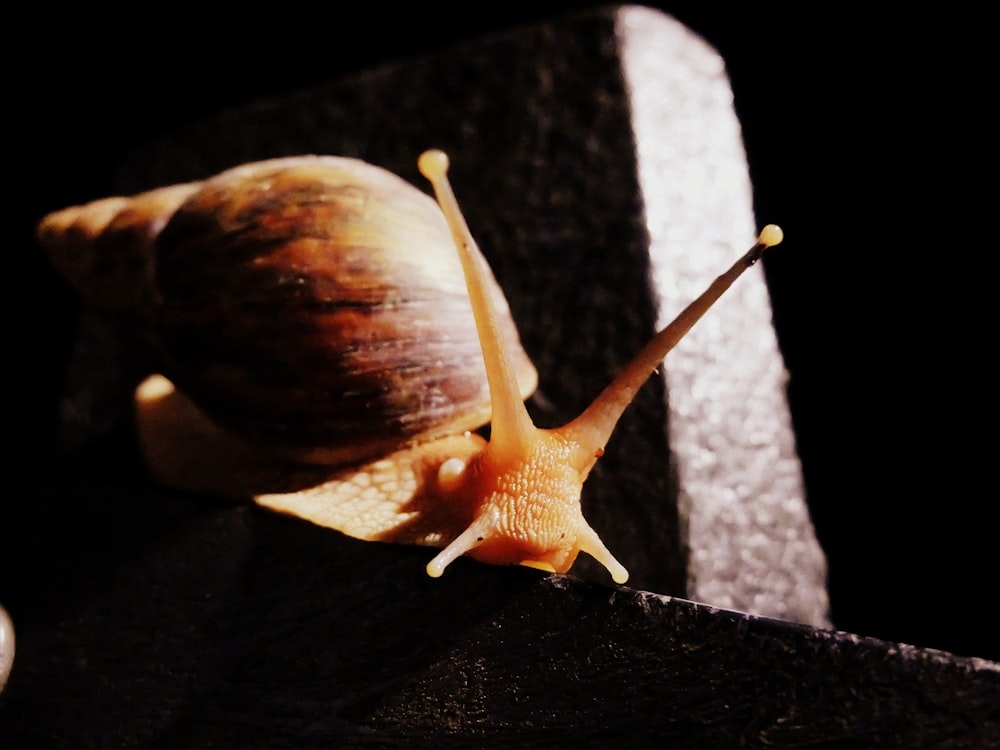 brown snail on board