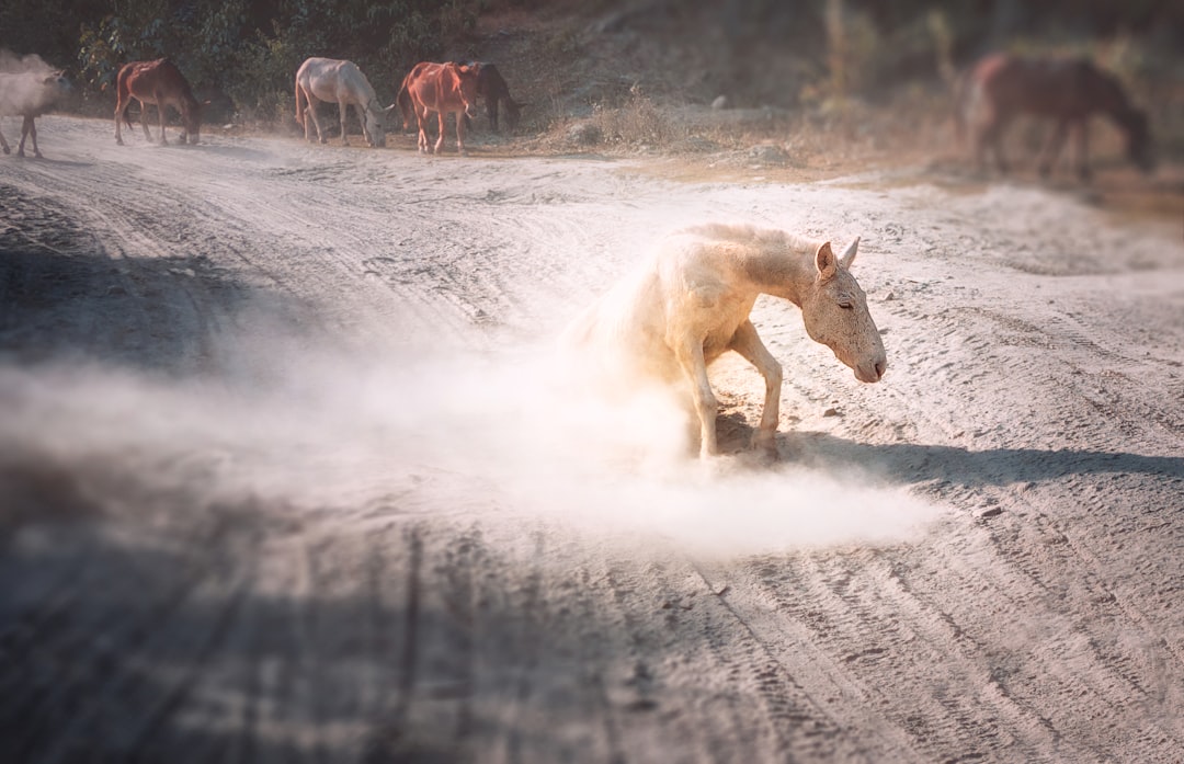 Wildlife photo spot Jomsom Sadak Lumle