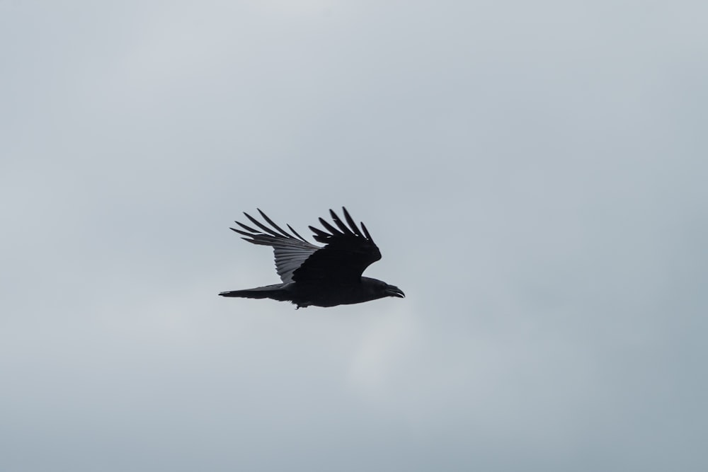 black and gray bird