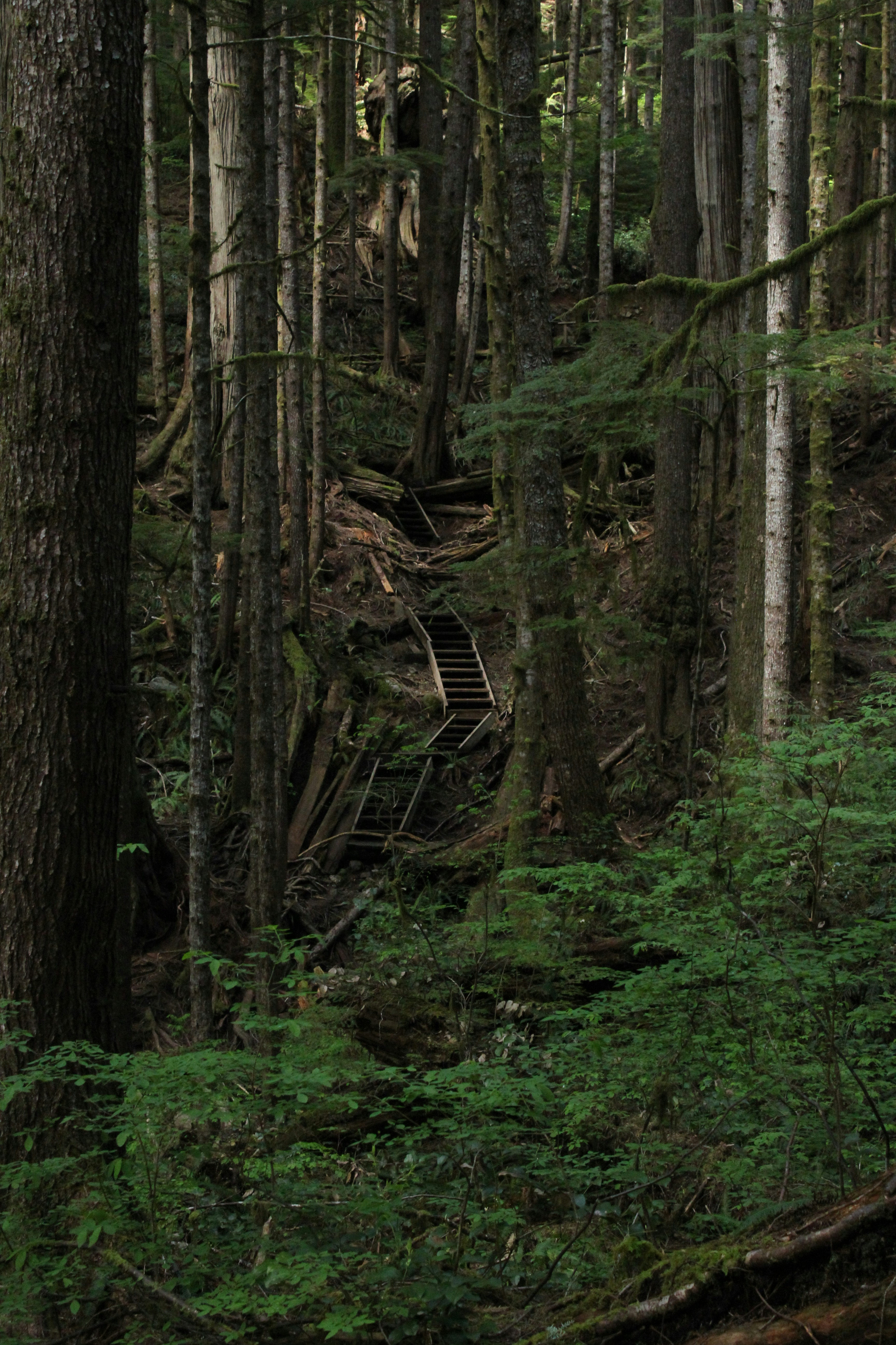 A tree with green leaves