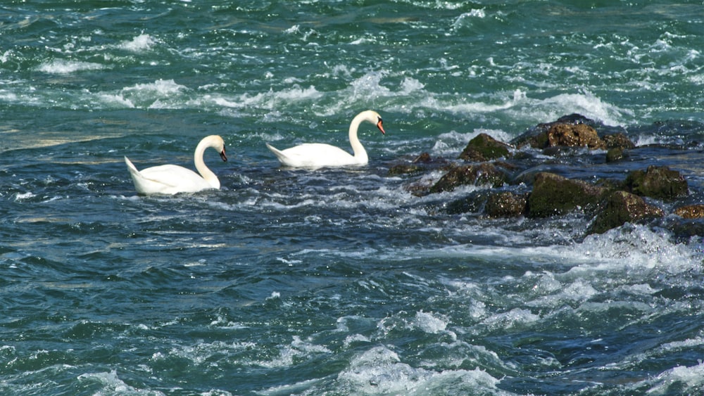two swans on body of water