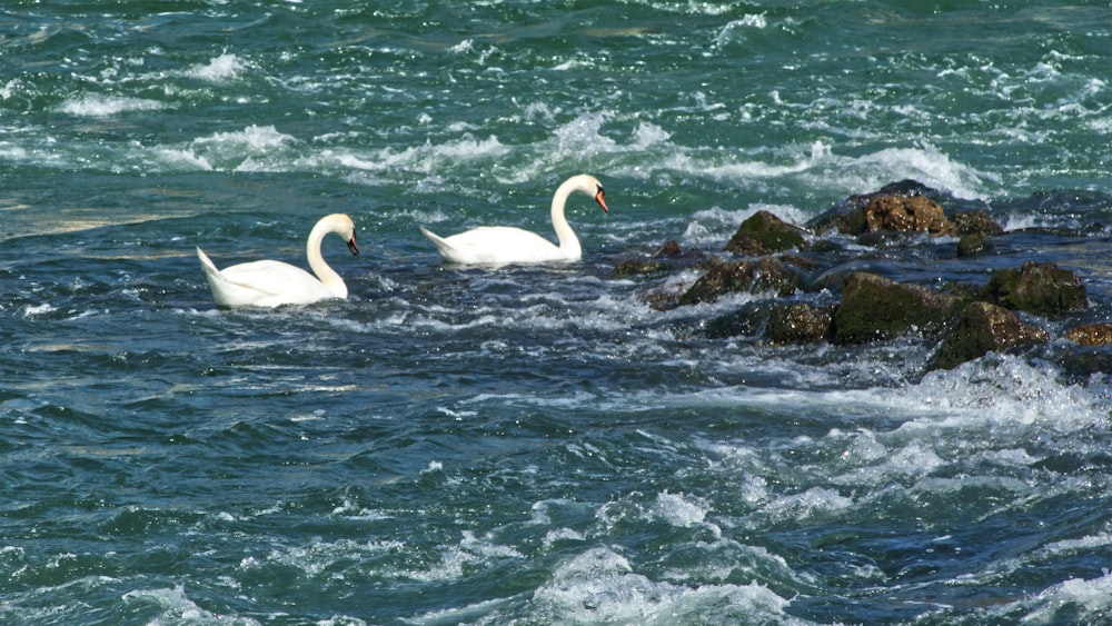 zwei Schwäne auf Gewässer